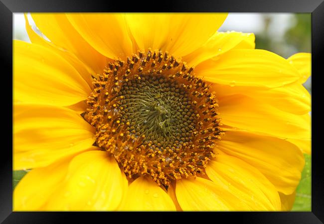 Sunflower Framed Print by Will Holme