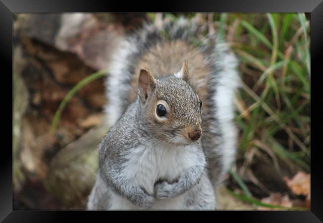 Friendly Squirrel Framed Print by Will Holme