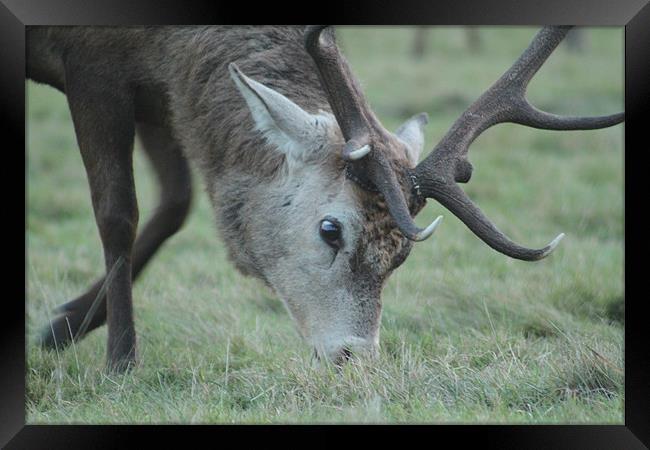 Grazing Stag Framed Print by Will Holme