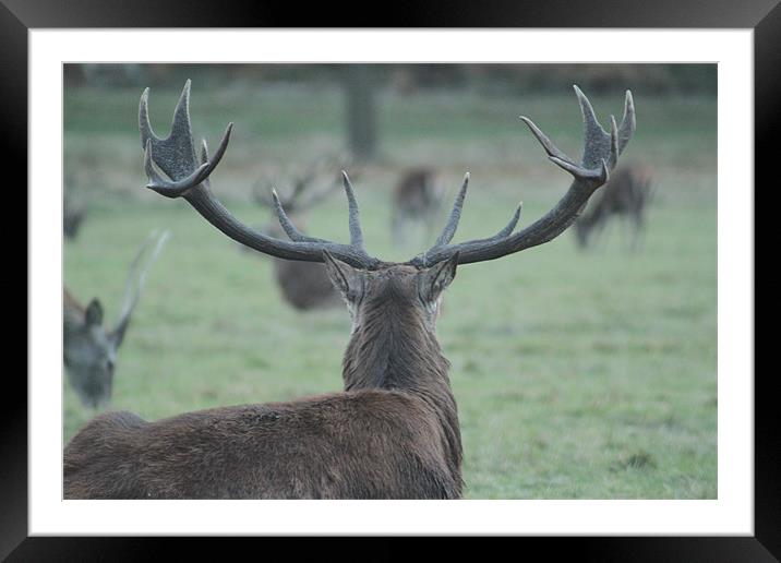 Stag Surveying Deer Herd Framed Mounted Print by Will Holme