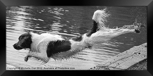 Diving Spaniel Framed Print by Michelle Orai