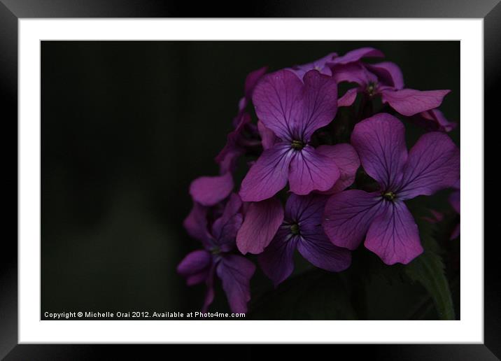 Pink Flower on Black Background Framed Mounted Print by Michelle Orai