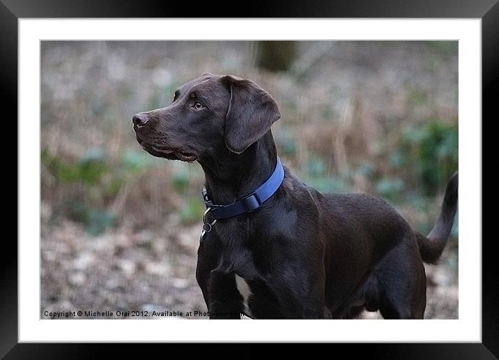 Chocolate Lab Framed Mounted Print by Michelle Orai