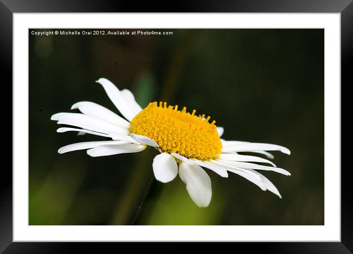 Daisy Close Up Framed Mounted Print by Michelle Orai