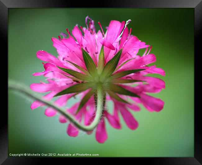 Scabia Framed Print by Michelle Orai