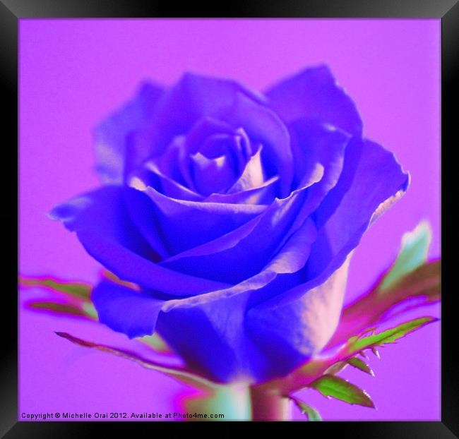 Blue Rose Framed Print by Michelle Orai