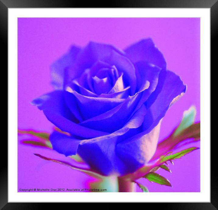 Blue Rose Framed Mounted Print by Michelle Orai