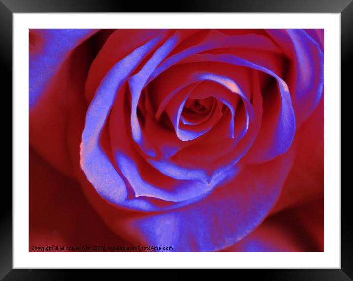 Red and Blue Rose Framed Mounted Print by Michelle Orai