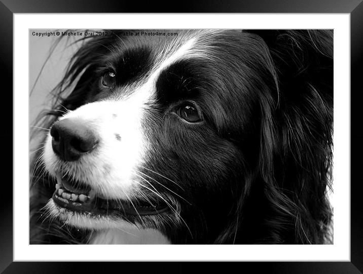 Border Collie Framed Mounted Print by Michelle Orai