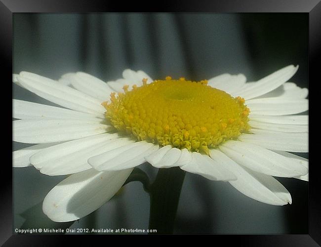 Flat Daisy Framed Print by Michelle Orai