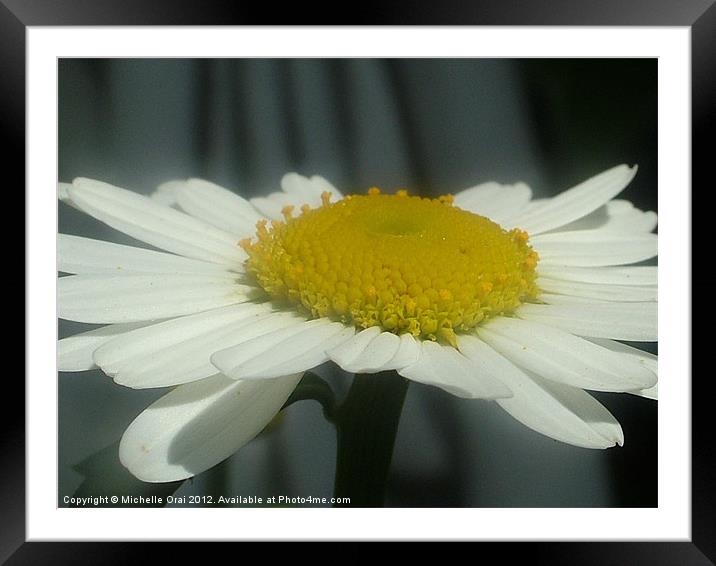 Flat Daisy Framed Mounted Print by Michelle Orai