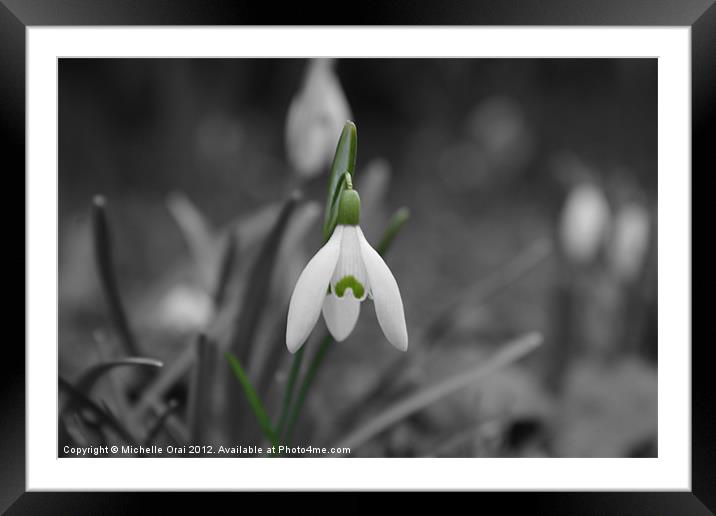 Single snowdrop Framed Mounted Print by Michelle Orai