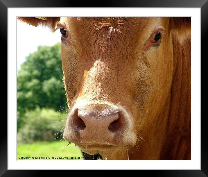Dirty Cow Framed Mounted Print by Michelle Orai