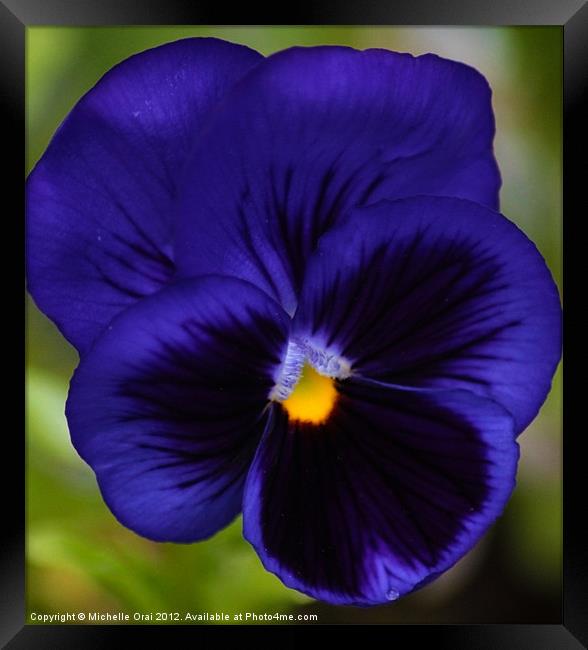 Pansy Framed Print by Michelle Orai