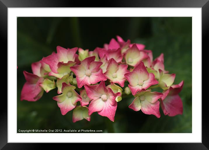 Hydrangea Framed Mounted Print by Michelle Orai