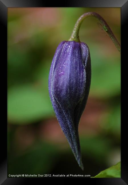 Clematis Bud Framed Print by Michelle Orai