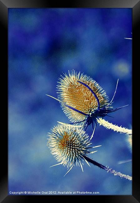 Spikey Teasels Framed Print by Michelle Orai