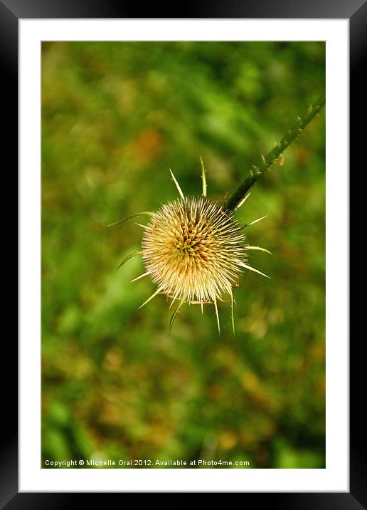Teasel Framed Mounted Print by Michelle Orai
