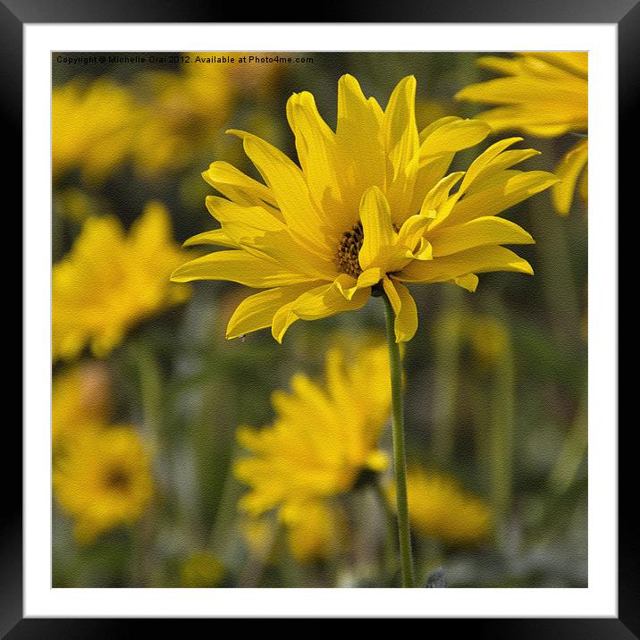 Yellow Flower with Texture Framed Mounted Print by Michelle Orai