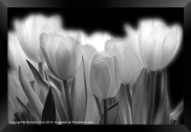 Glowing Tulips Framed Print by Michelle Orai