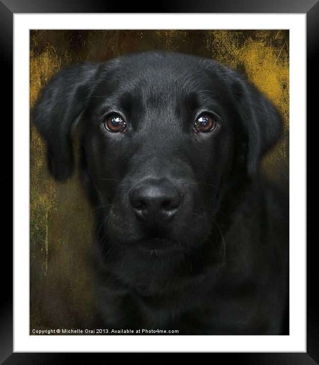 Black Lab Pup Framed Mounted Print by Michelle Orai