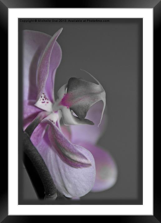 Pink Orchid Framed Mounted Print by Michelle Orai