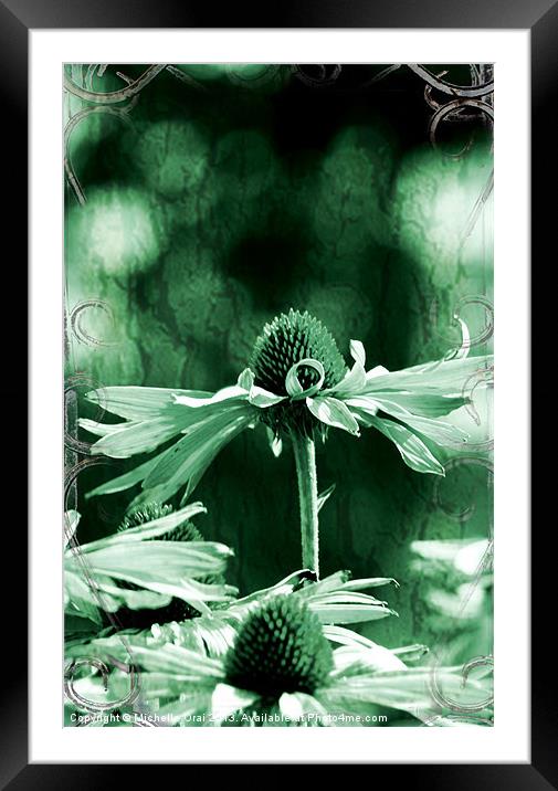 Echinacea Framed Mounted Print by Michelle Orai