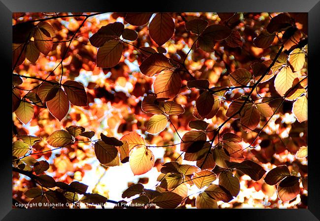 Copper Beech Leaves Framed Print by Michelle Orai