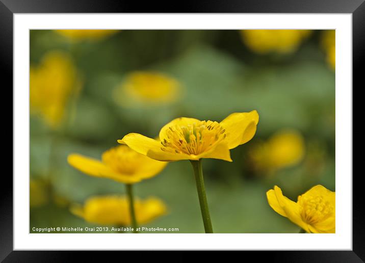 Celandine Framed Mounted Print by Michelle Orai