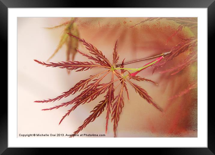Japenese Maple Framed Mounted Print by Michelle Orai