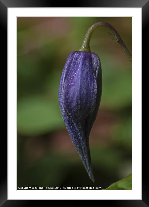 Clematis Bud Framed Mounted Print by Michelle Orai