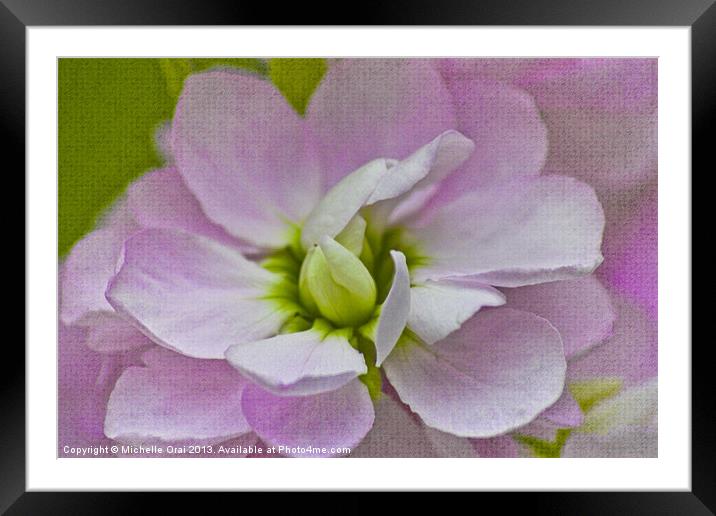 Scented Stock Framed Mounted Print by Michelle Orai