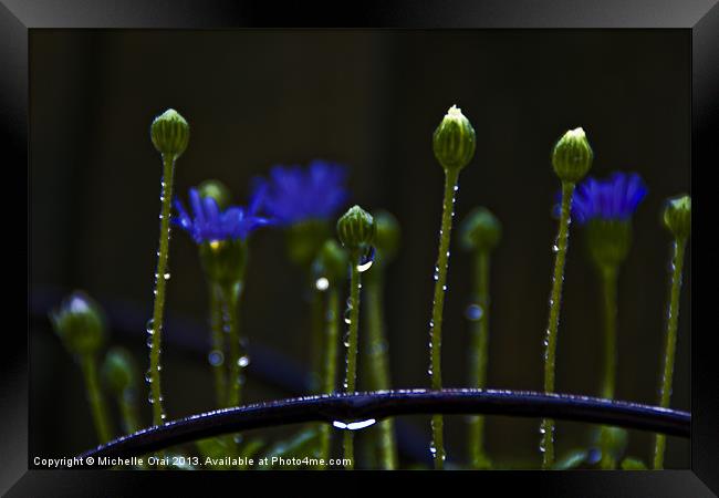 Little Flower Buds in rain Framed Print by Michelle Orai