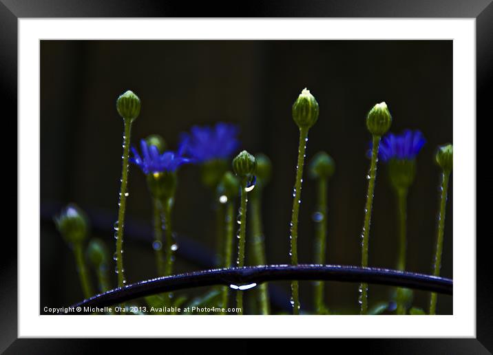 Little Flower Buds in rain Framed Mounted Print by Michelle Orai