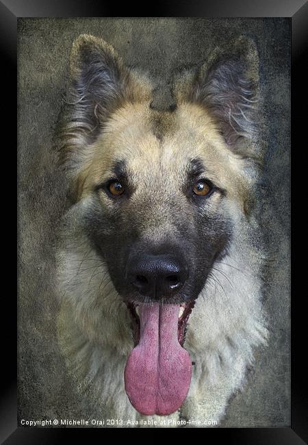German Shepherd Dog Framed Print by Michelle Orai
