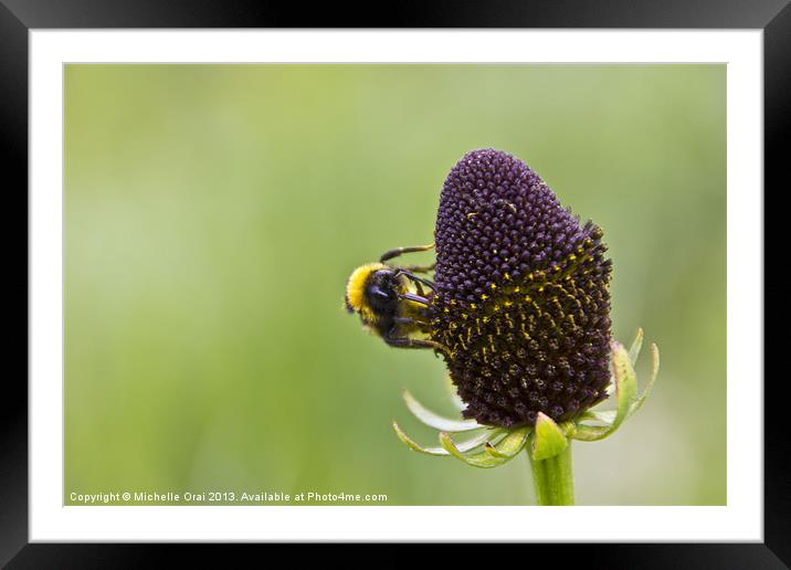 Bumble bee Framed Mounted Print by Michelle Orai