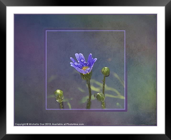Little blue flower with raindrops Framed Mounted Print by Michelle Orai