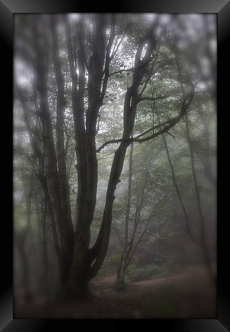 Misty Autumn Morning Framed Print by Michelle Orai