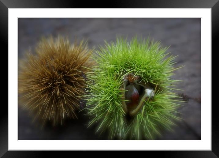 A prickly pair Framed Mounted Print by Michelle Orai