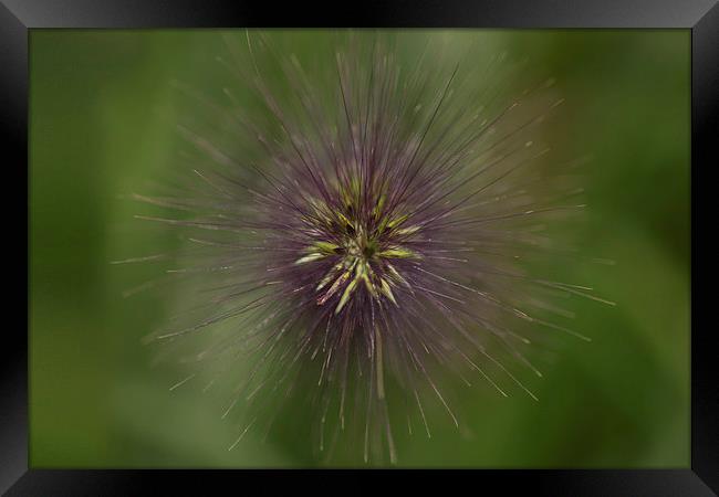 Grass or Bug Framed Print by Michelle Orai