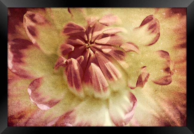 Tonal Dahlia Framed Print by Michelle Orai