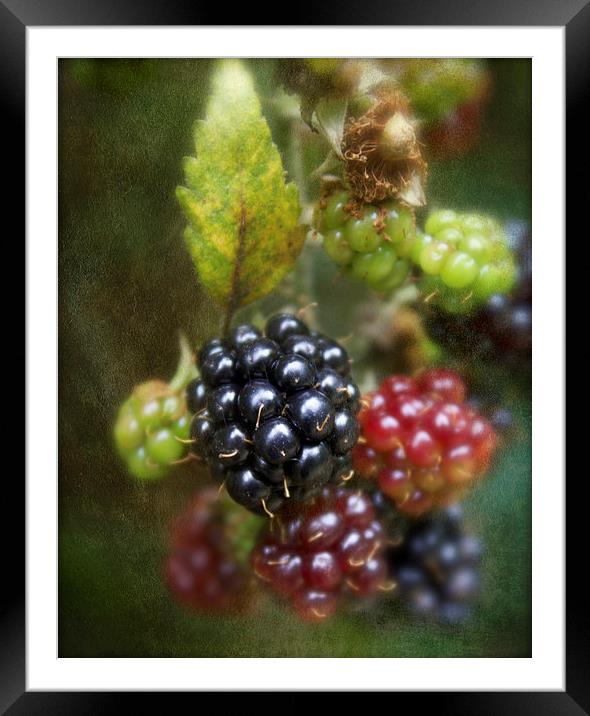 Autumns Fruit Framed Mounted Print by Michelle Orai
