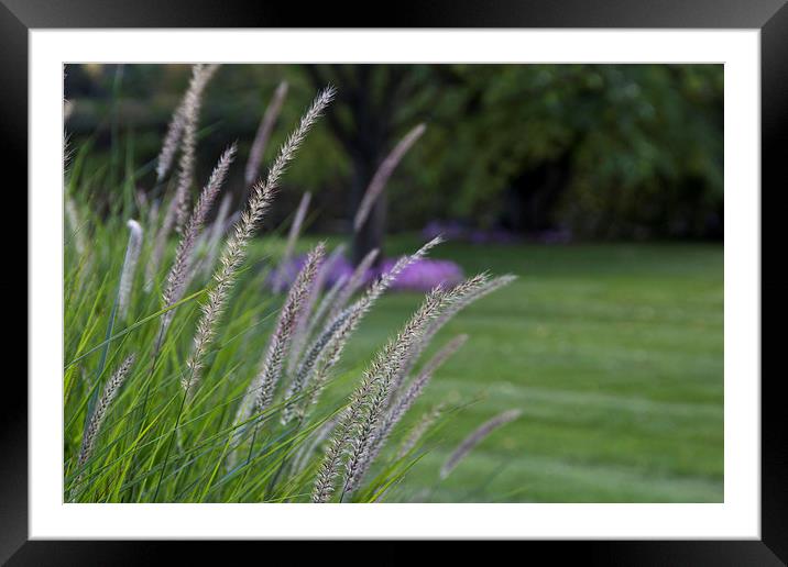 The Perfect Grass Framed Mounted Print by Michelle Orai