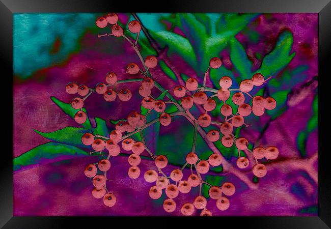 Elderberry Mash Framed Print by Michelle Orai