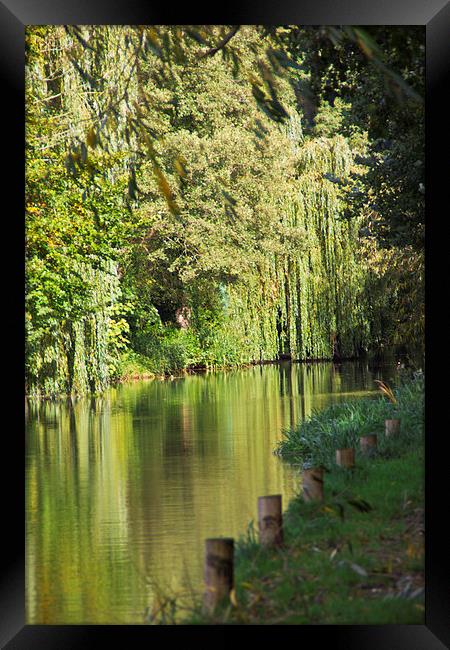 Weeping Willow Reflection Framed Print by Michelle Orai