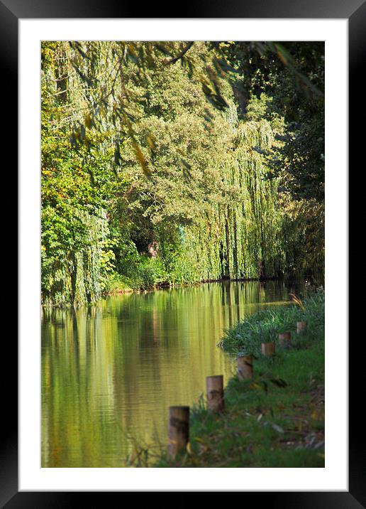 Weeping Willow Reflection Framed Mounted Print by Michelle Orai