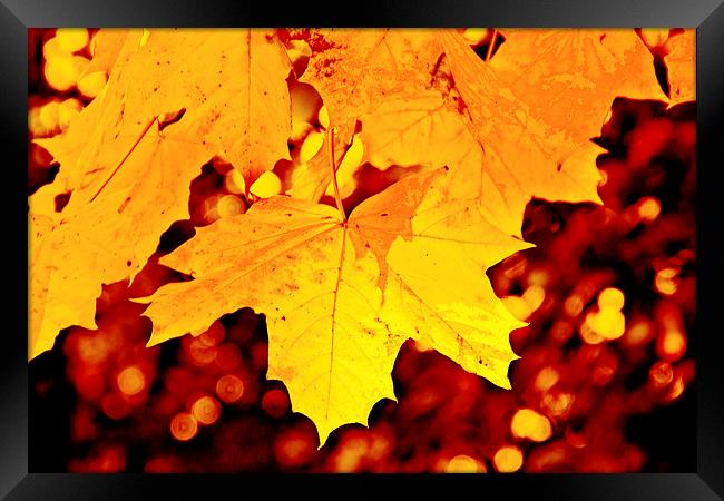 Autumn Leaf Framed Print by Michelle Orai