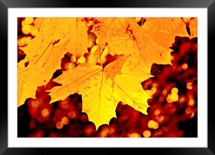 Autumn Leaf Framed Mounted Print by Michelle Orai