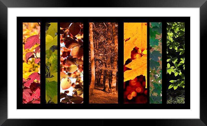 Colours of Autumn Framed Mounted Print by Michelle Orai