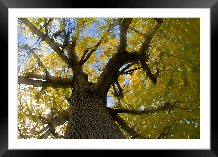 Under the Maple Tree Framed Mounted Print by Michelle Orai